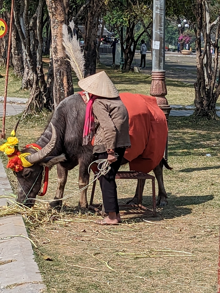 Personne avec un buffle dans un cadre traditionnel.
