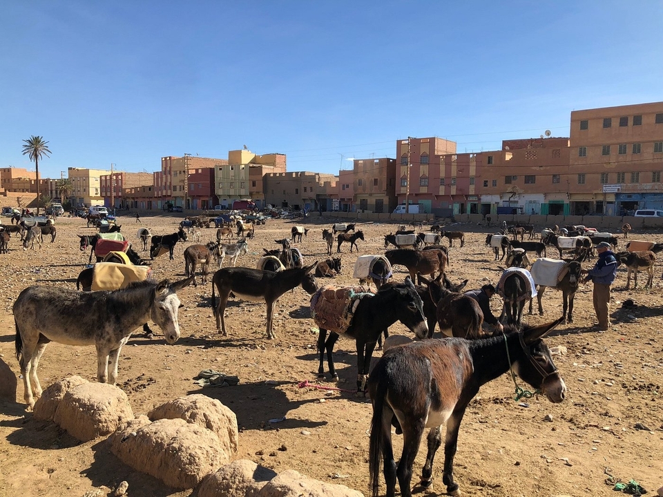 Een marktplaat met veel ezels en mensen in een droge omgeving.