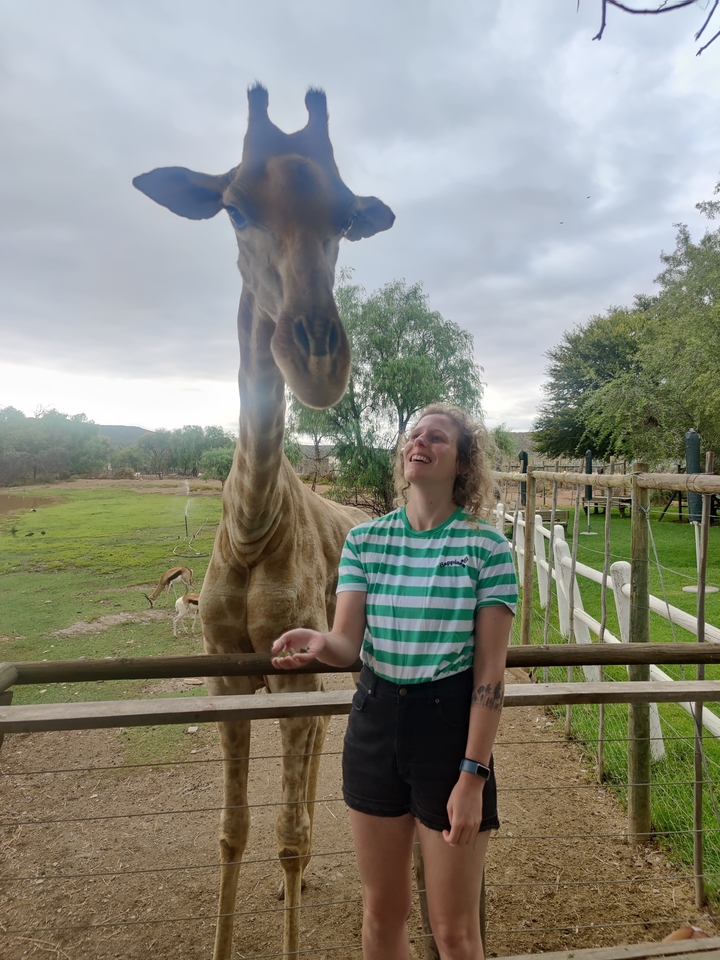 Person smiling next to a giraffe near a fence.