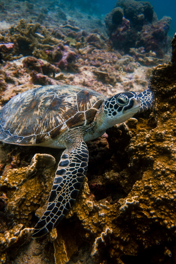 Underwater photo of a sea turtle near coral.