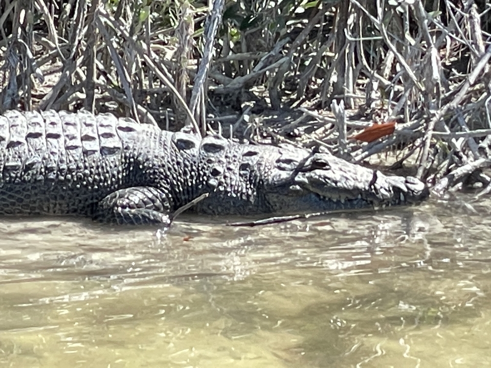 Crocodile resting in water.