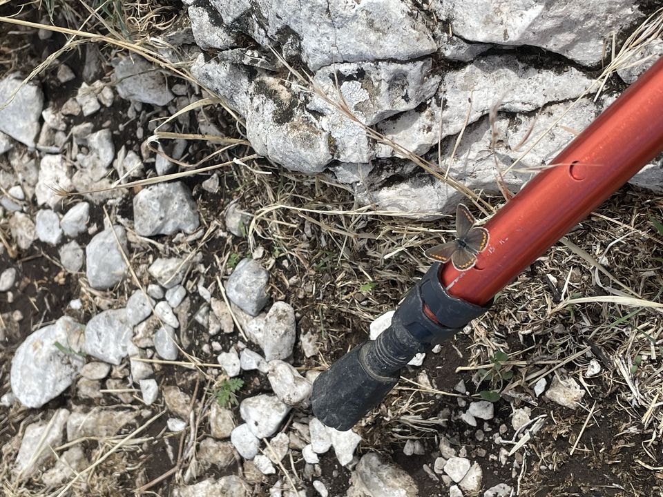 Hiking pole with a butterfly resting on it
