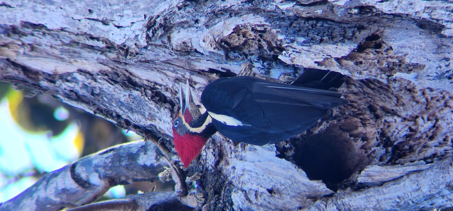 Close-up of a bird on a tree with textured bark.