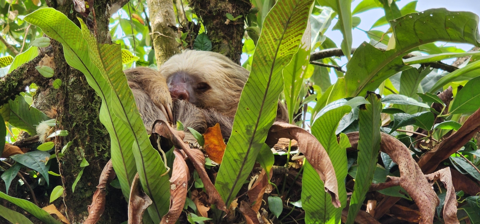 A sloth resting in a tree surrounded by foliage.