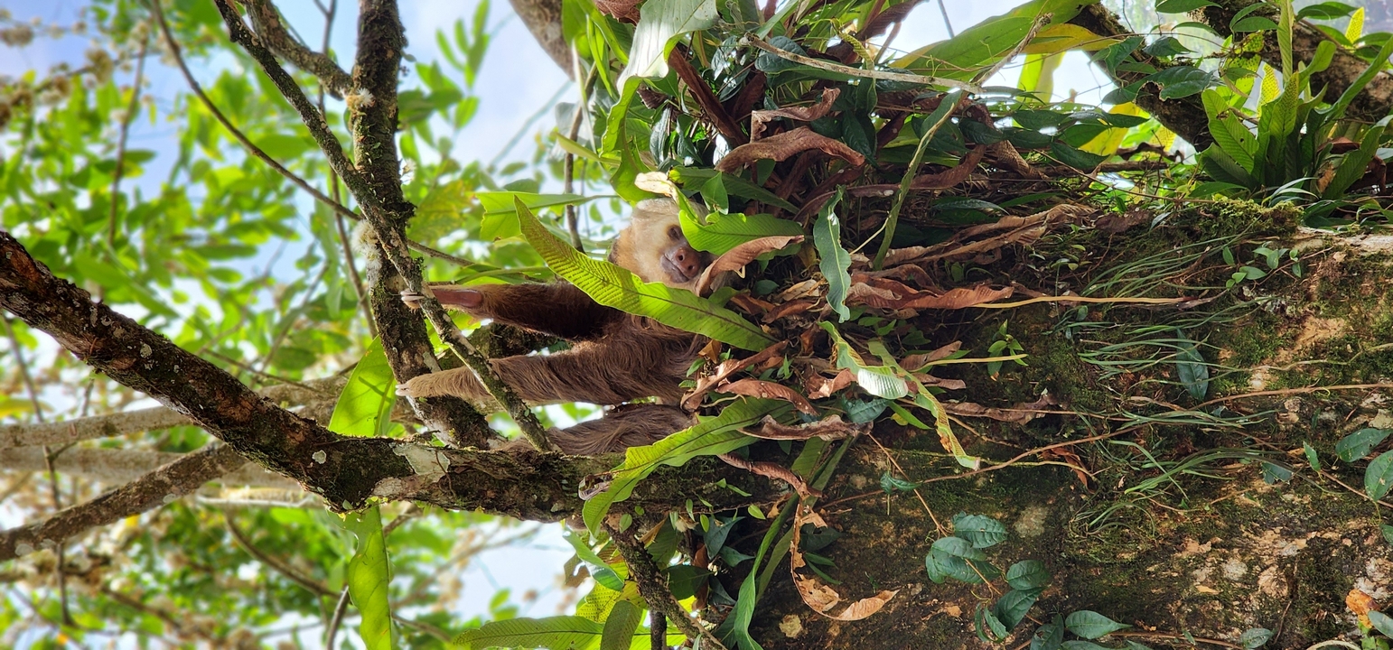 A sloth hidden in a tree with lush foliage.