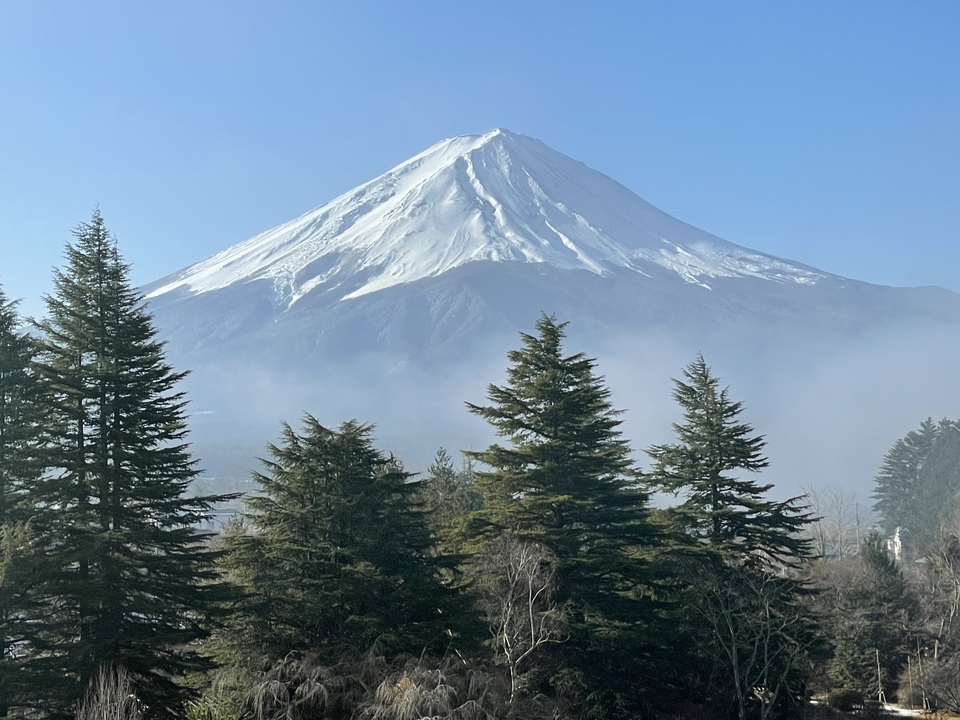 Le mont Fuji derrière des pins.