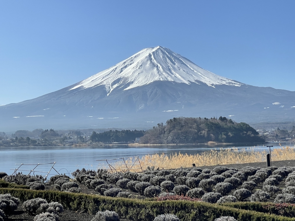 Le mont Fuji enneigé avec un lac et de la végétation au premier plan.