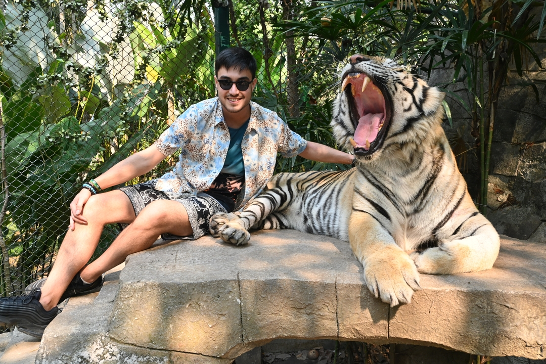 Person sitting with a tiger at a wildlife facility.