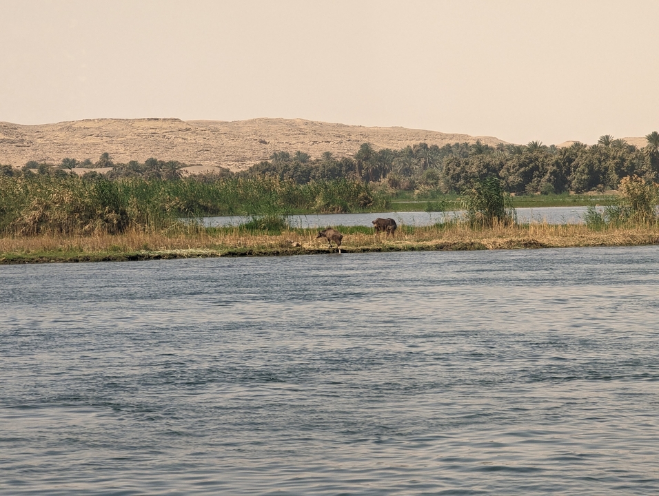 Scenic view of the Nile river with animals grazing nearby.