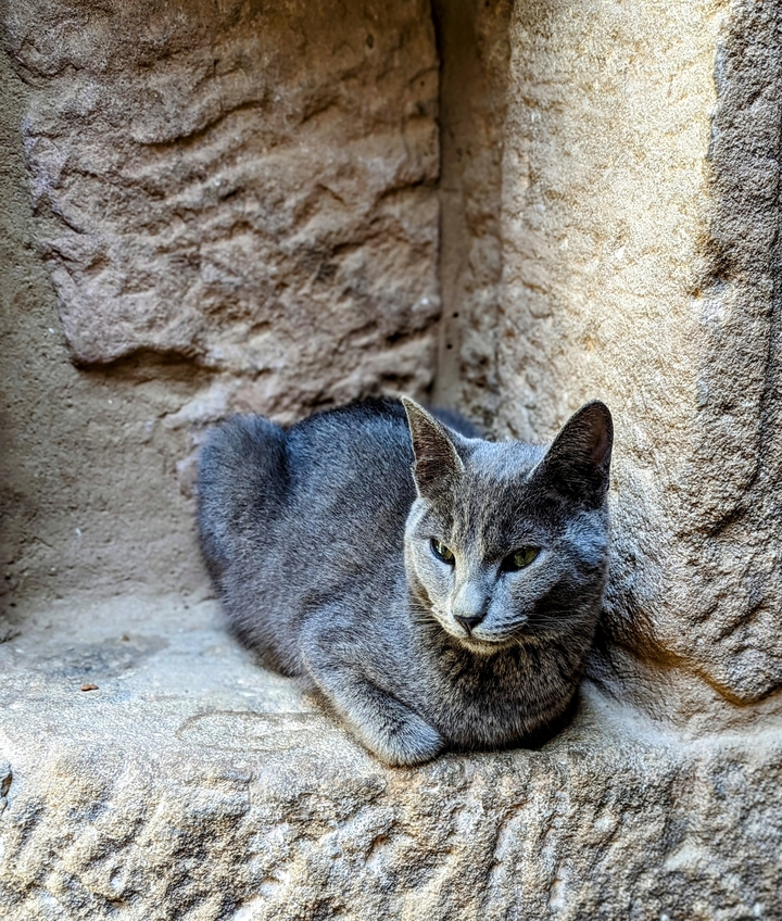 Cat resting in a sunlit spot on a stone wall.