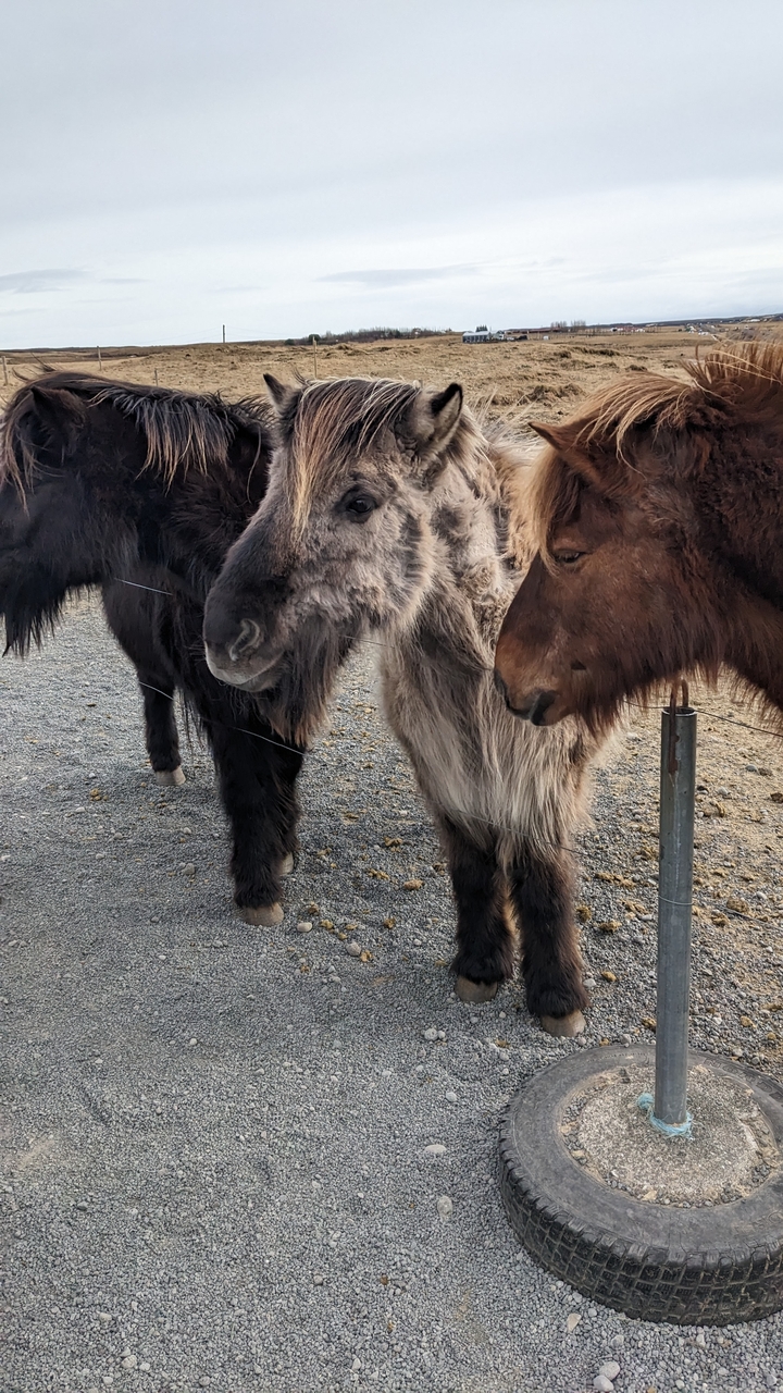 Furry horses in a paddock