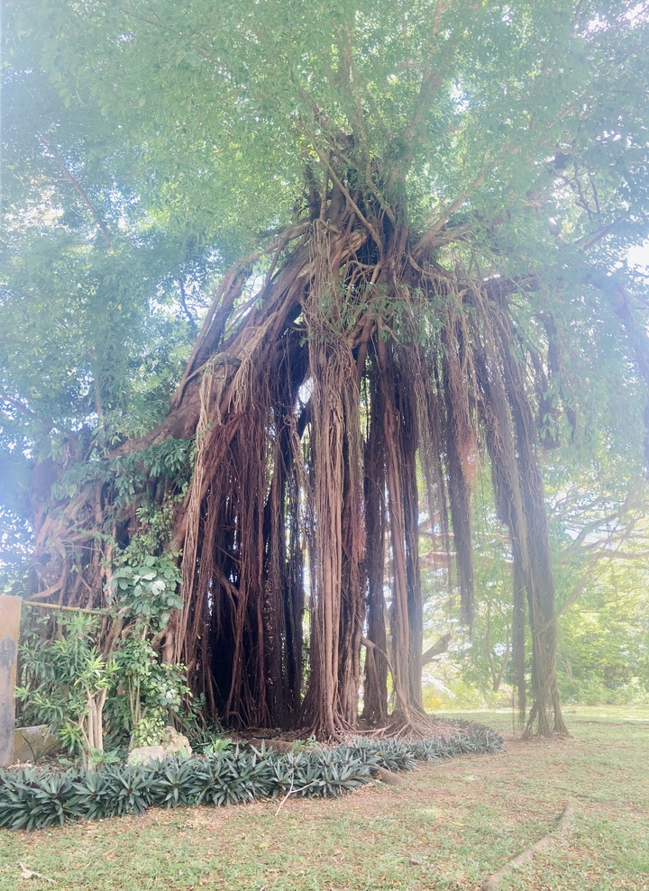 Large banyan tree with sprawling roots and branches.