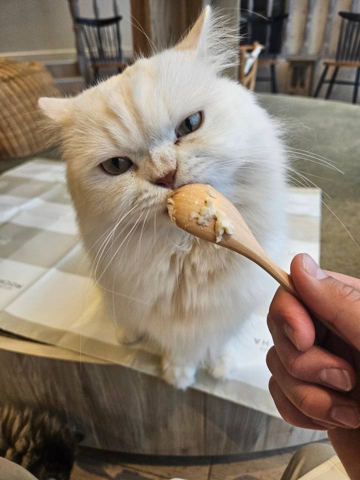 White cat being fed with rice on a small spoon.
