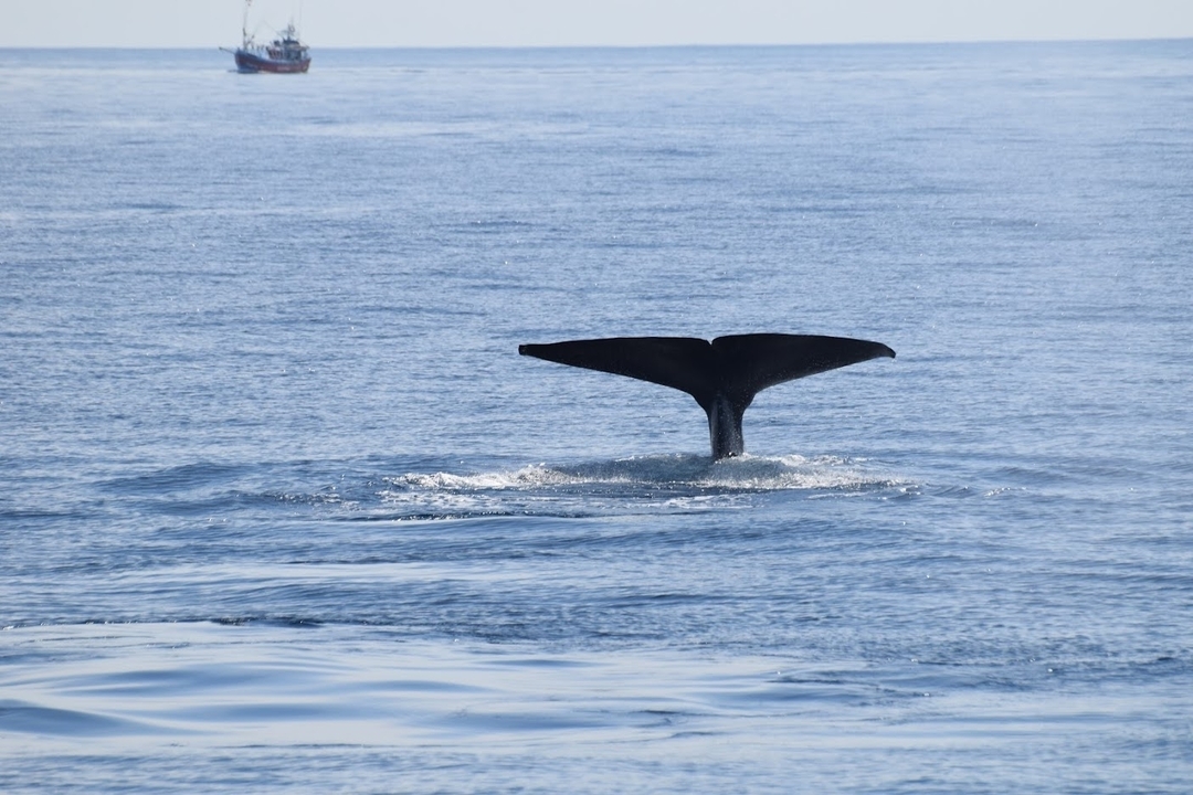 Queue de baleine émergeant des eaux de l'océan.