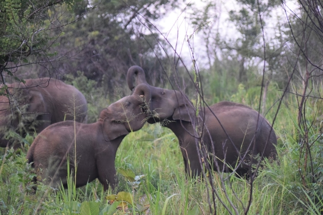 Des éléphanteaux entremêlent joyeusement leurs trompes dans la forêt.
