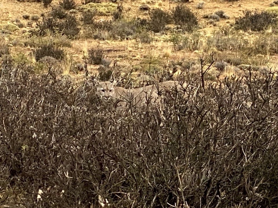 Distant view of a puma camouflaged in dense shrubs.