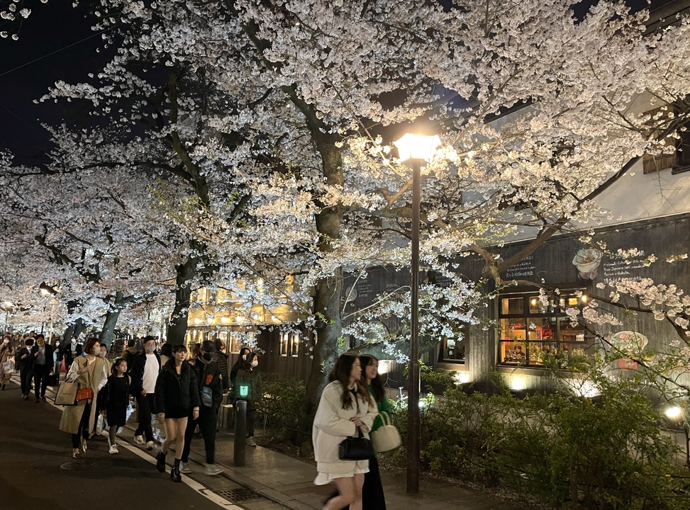 Des gens qui marchent sous des cerisiers en fleurs illuminés la nuit.