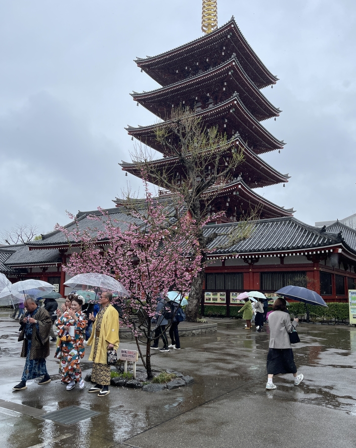 Temple japonais traditionnel avec des fleurs de cerisier et des parapluies.