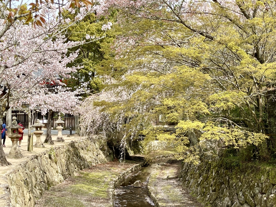 Fleurs de cerisier et un petit ruisseau dans un cadre serein.