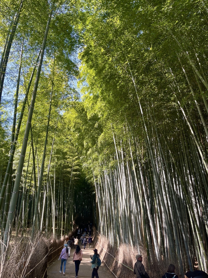Forêt de bambous dense sous un ciel bleu.
