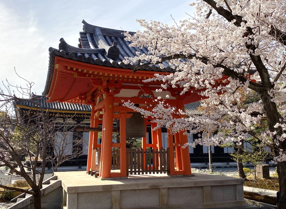 Portique japonais traditionnel avec cerisier en fleurs.