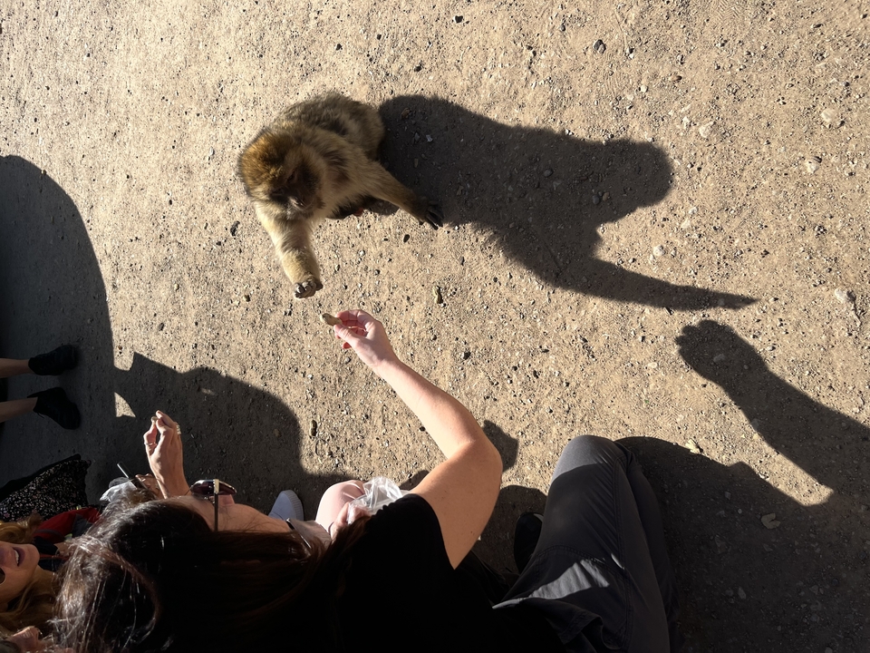 Person interacting with a small monkey.