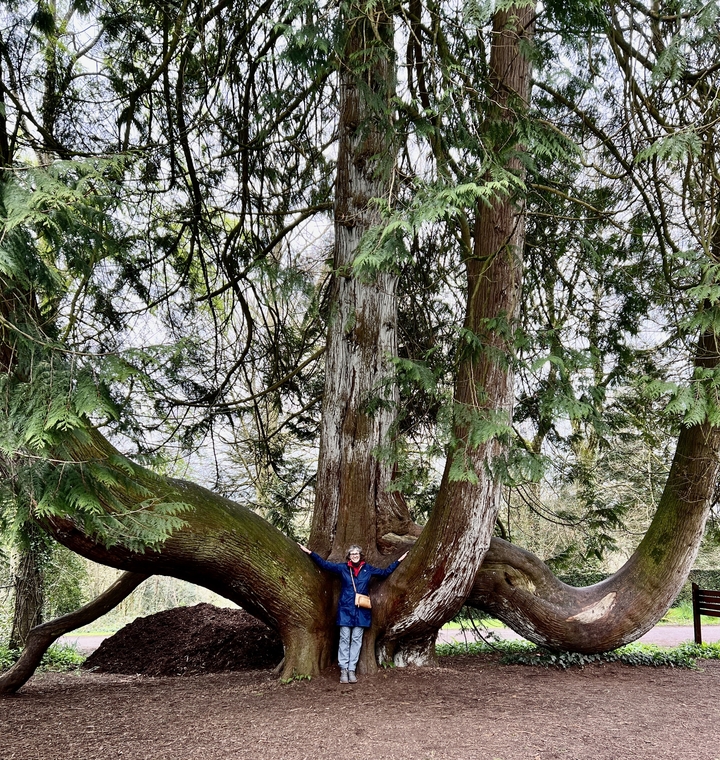 Person standing beside a large tree.