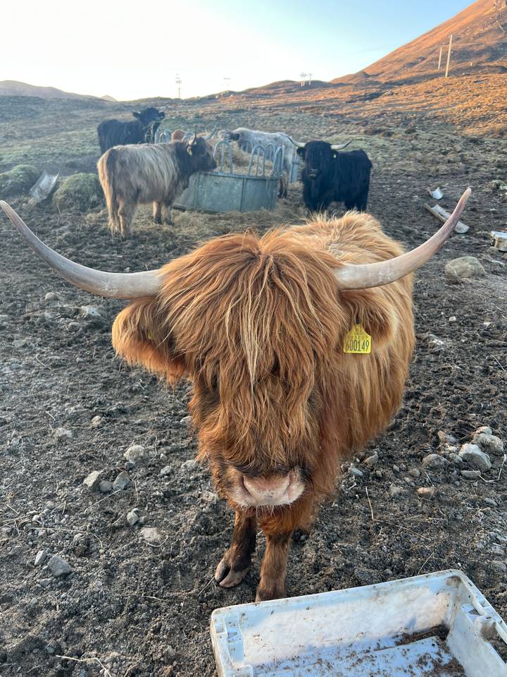 Close-up of a Highland cow facing the camera.