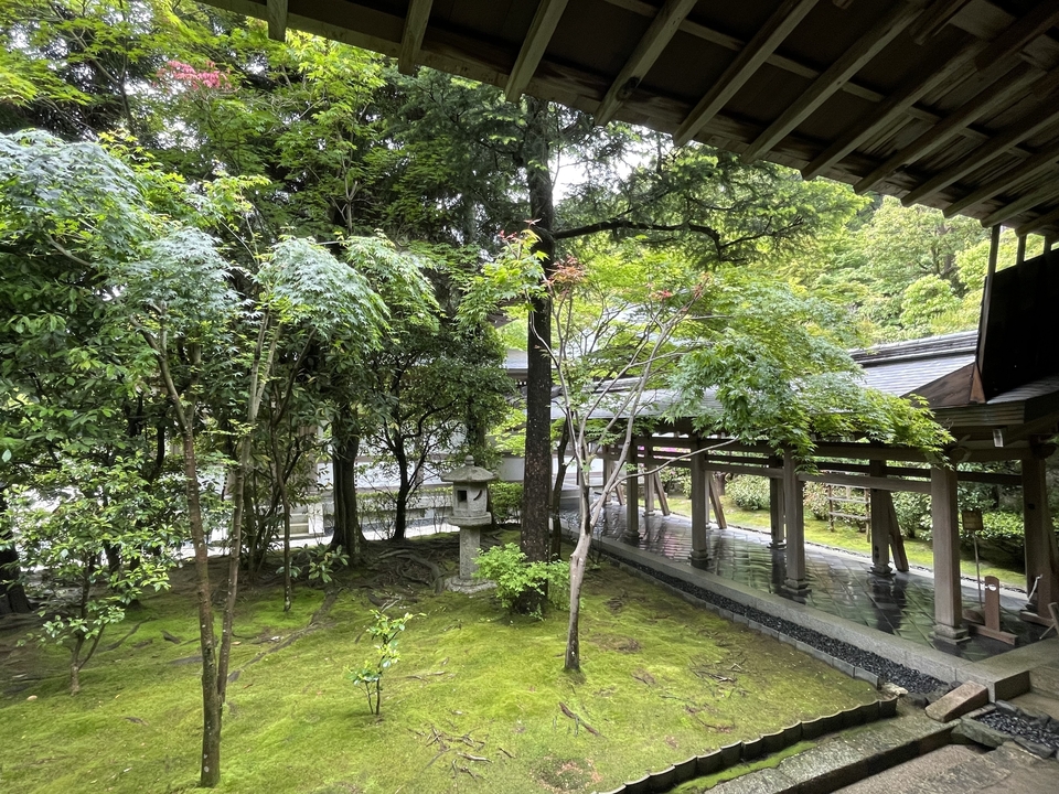 Serene garden scene with moss and trees.