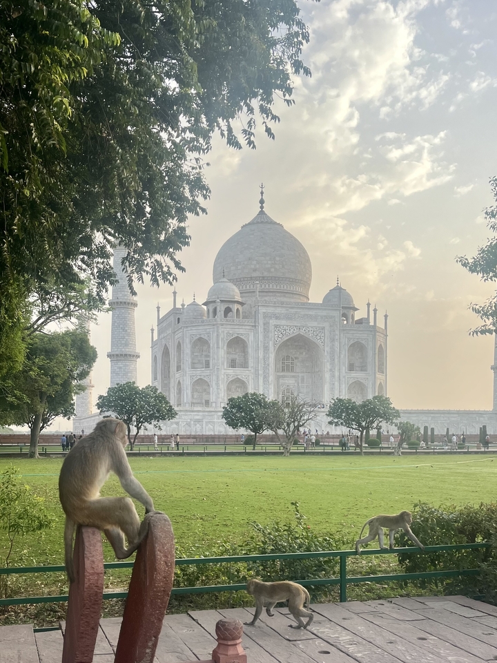 View of the Taj Mahal with a monkey in the foreground.