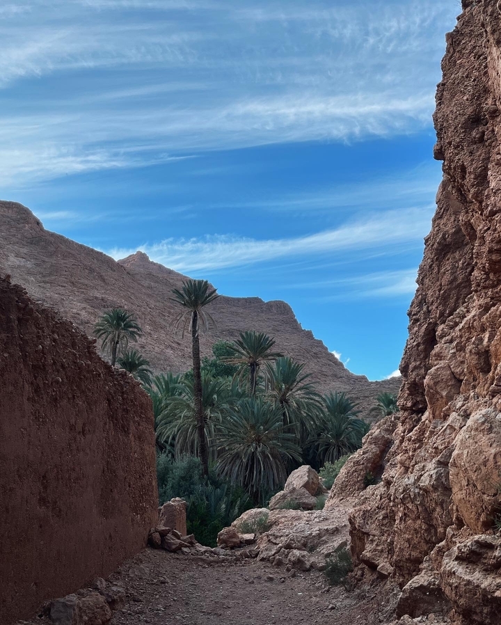 Desert landscape with palm trees and rocky cliffs.