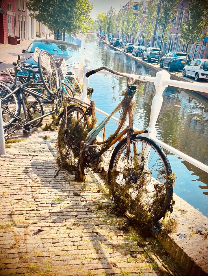 Vieux vélo recouvert de végétation contre une rambarde de canal.