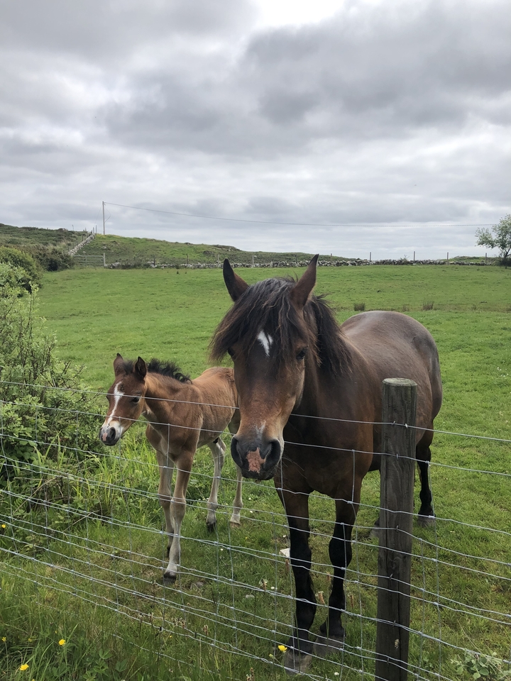 Horse and foal standing in a green field
