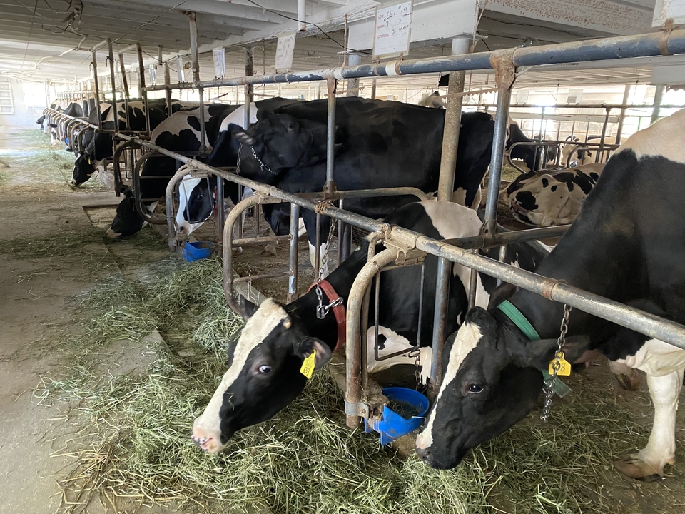 Scène intérieure de vaches dans une étable en train de se nourrir.