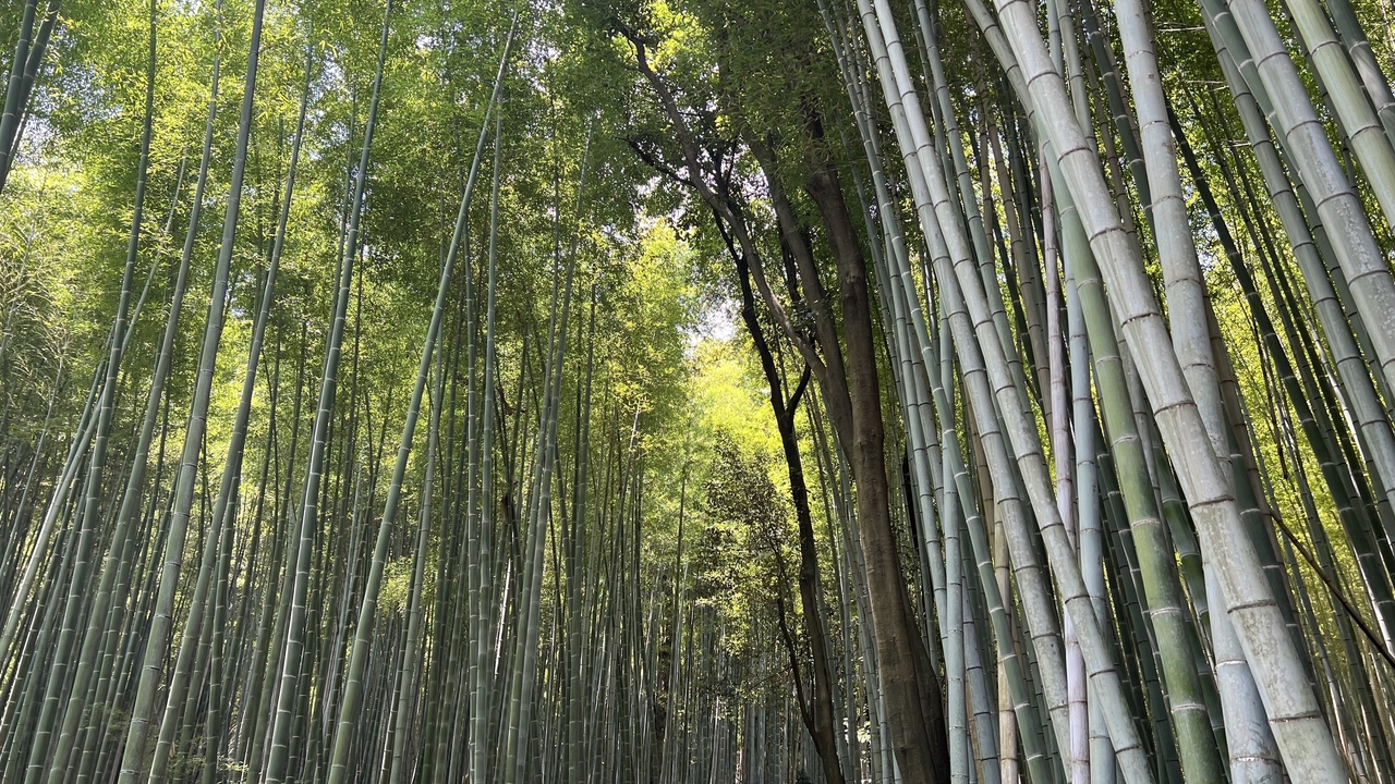 Bamboo forest with dense green foliage.