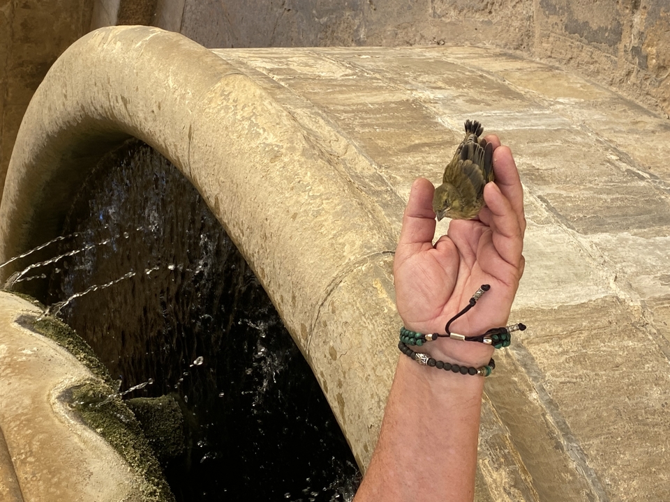 A hand holding a small bird near a fountain.