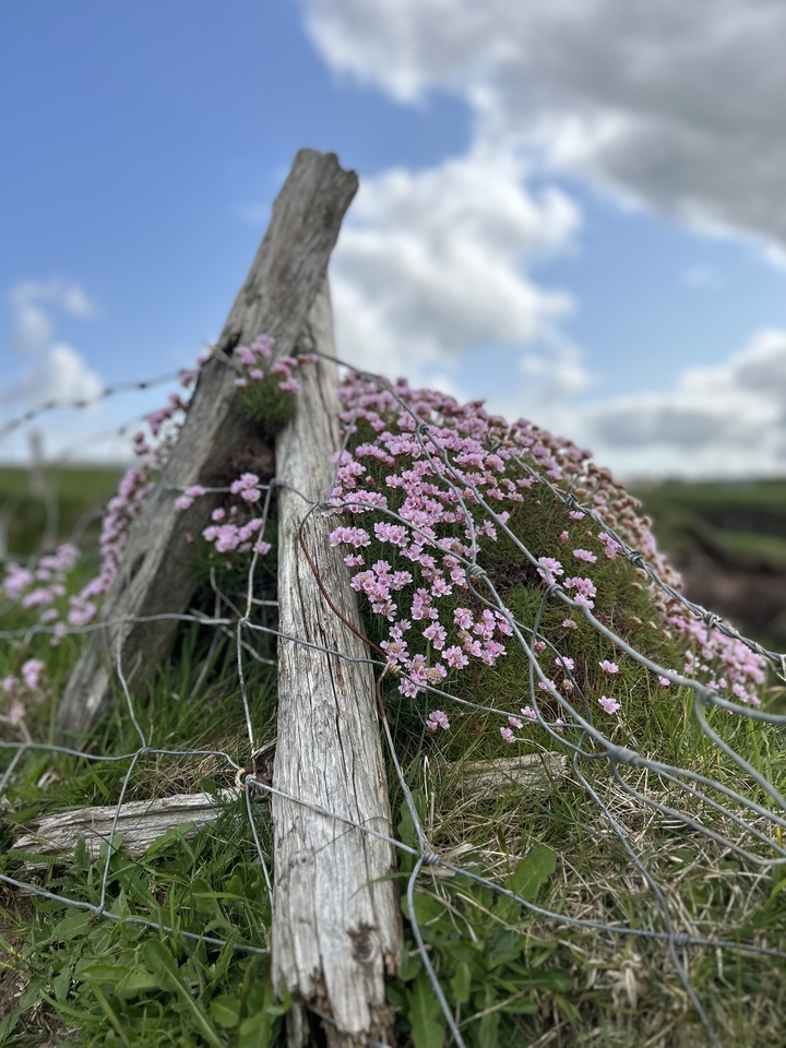 Des fleurs roses qui poussent autour d'un vieux poteau en bois avec du fil de fer barbelé.