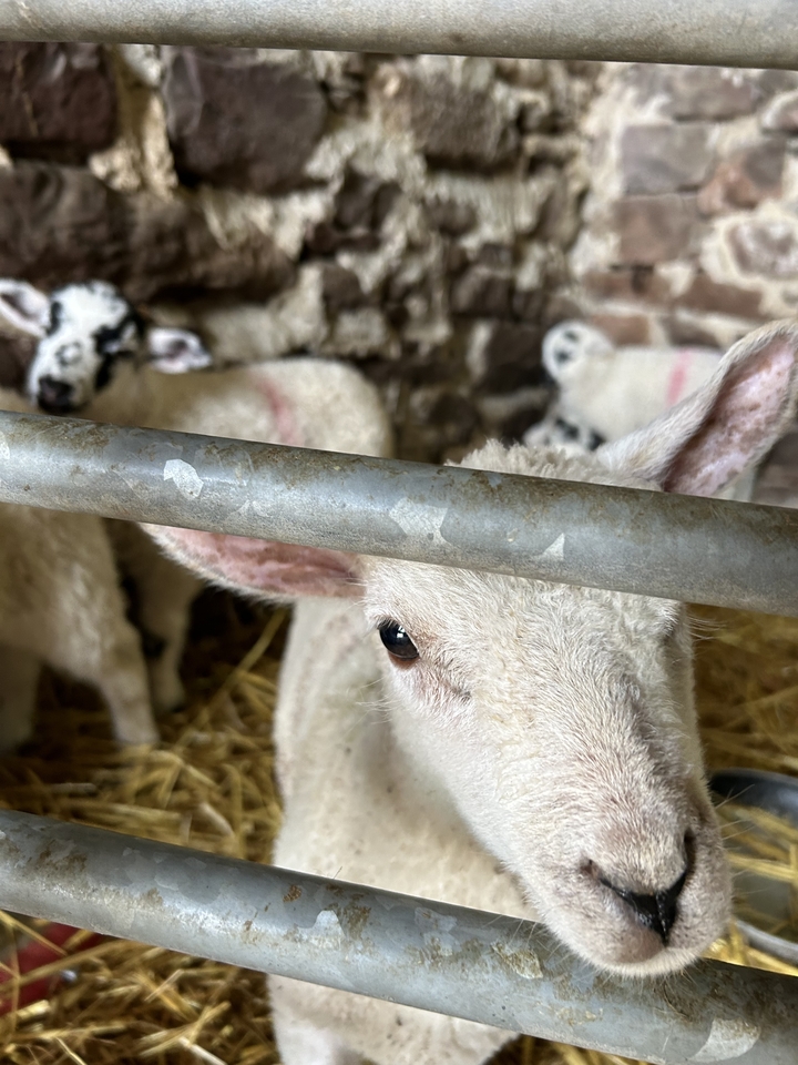 Gros plan d'un agneau avec une barrière métallique visible au premier plan.