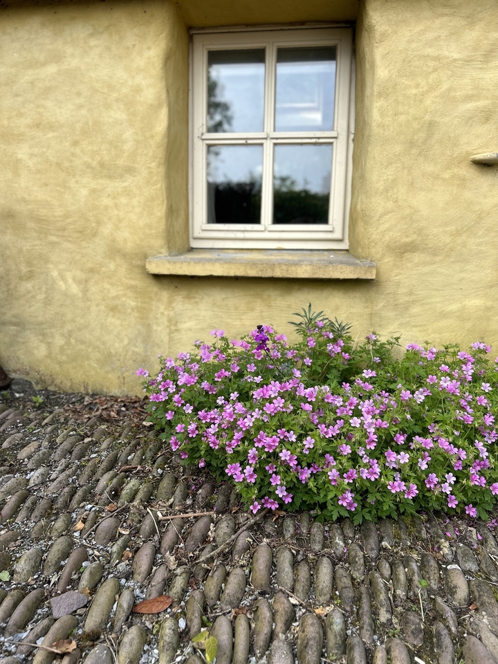 Une fenêtre avec des fleurs roses qui fleurissent en dessous.