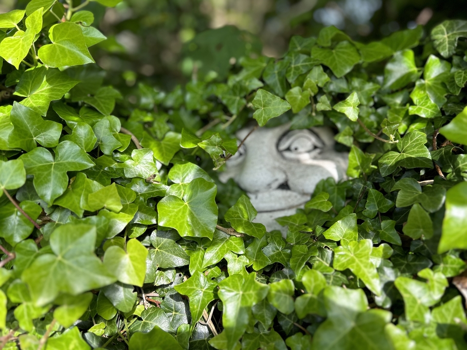 Un visage de pierre qui dépasse à travers un lierre vert dense.