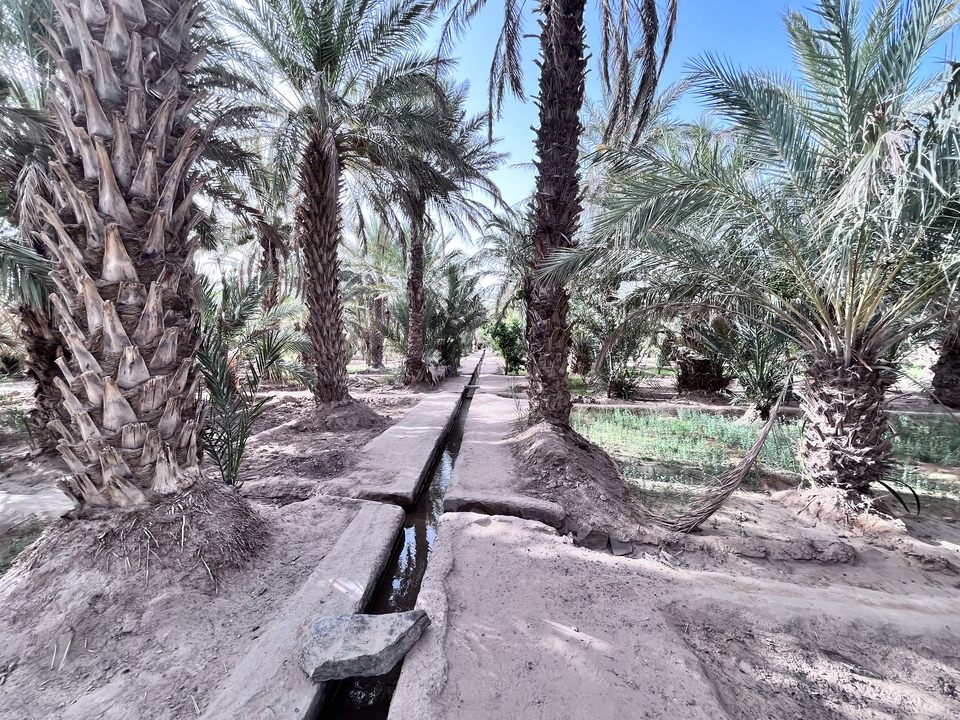 A serene garden path lined with tall palm trees.