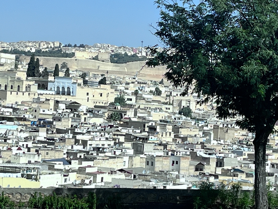 A view of a cityscape with a tree in the foreground.