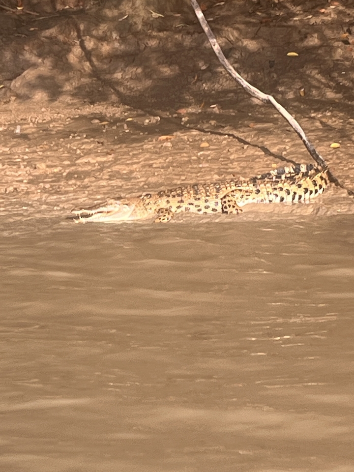 Gros plan d'un crocodile se prélassant au soleil sur une berge.