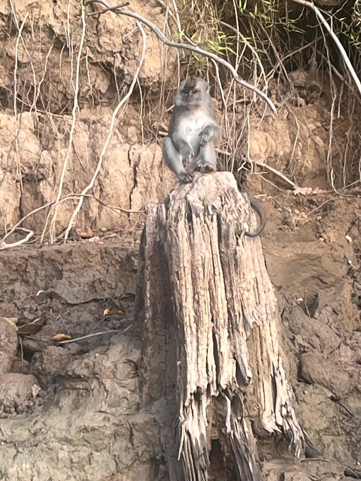 Un singe assis sur une souche d'arbre dans une zone boisée.