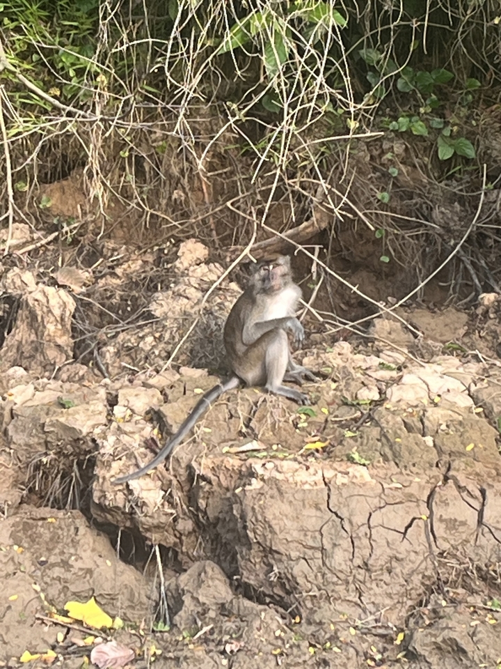 Un singe assis sur un sol rocheux avec du feuillage en arrière-plan.