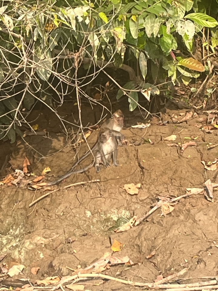 Deux singes assis près l'un de l'autre sur un terrain rocheux.