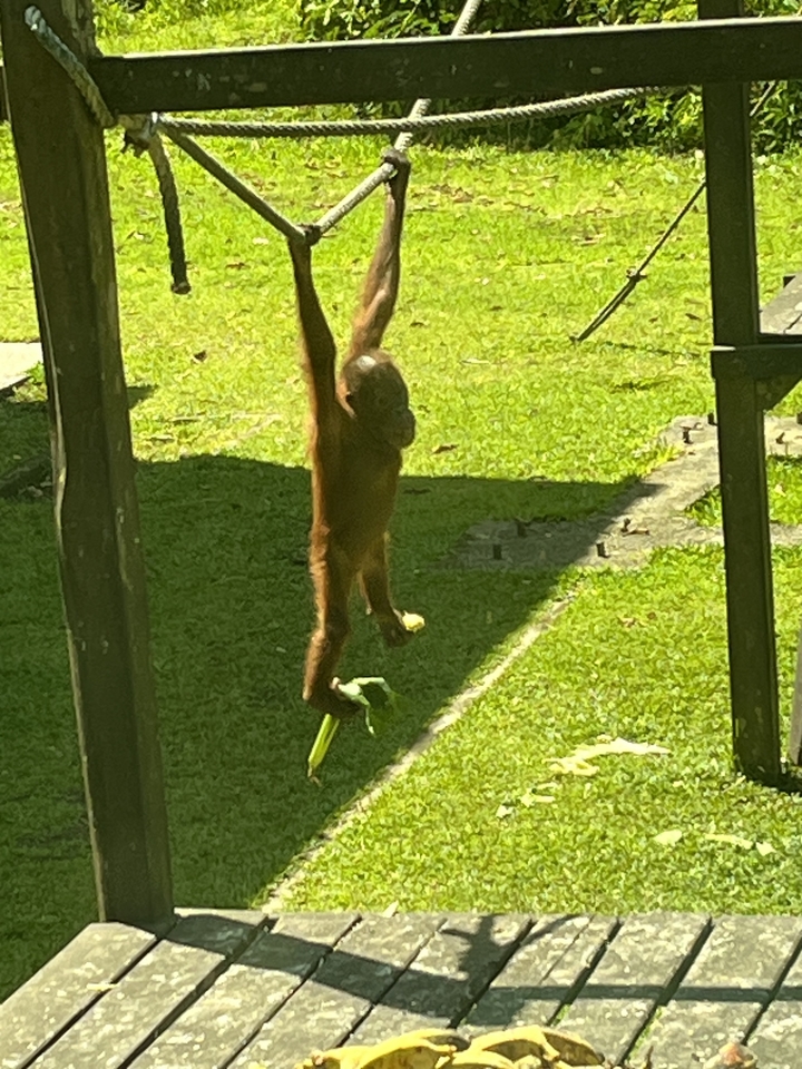 Un orang-outan suspendu à une structure dans une zone herbeuse.