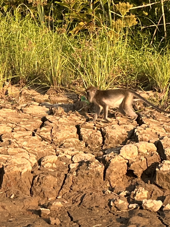 Un singe marchant sur un sol craquelé et desséché entouré d'herbe.