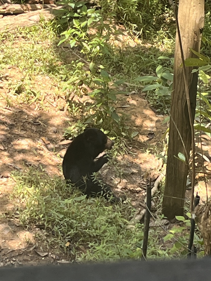Un petit ours debout parmi la végétation verte.