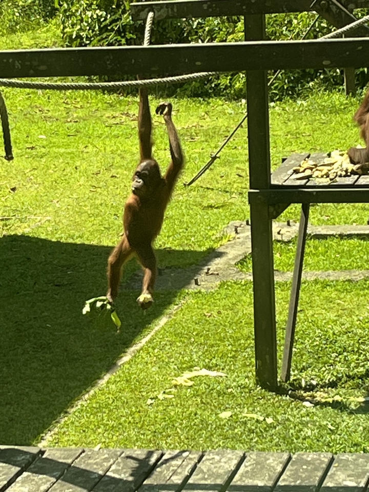 Un orang-outan suspendu à une corde dans une zone herbeuse.